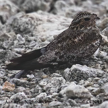 Birds of North America