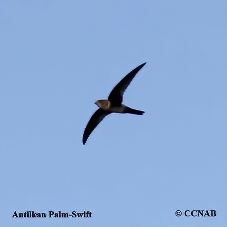 Antillean Palm-Swift