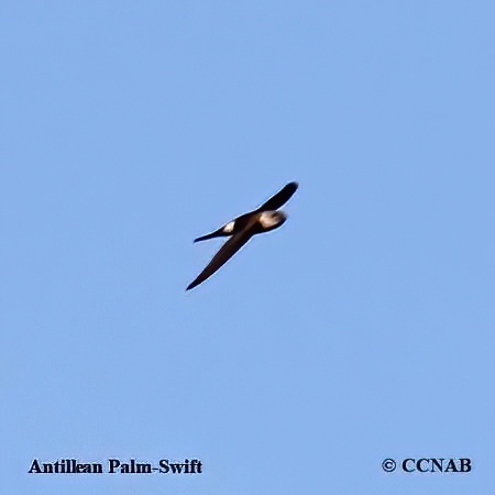 Antillean Palm-Swift