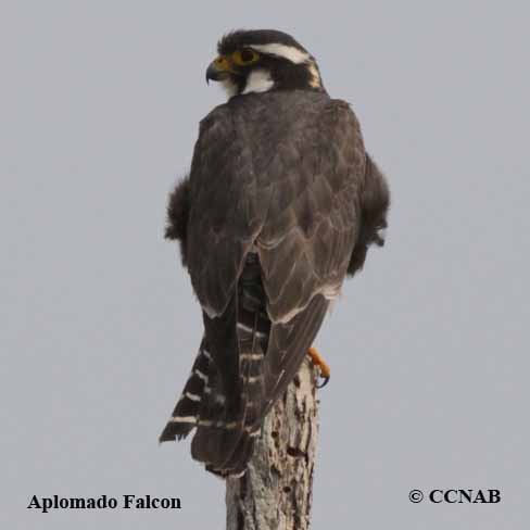 Aplomado Falcon