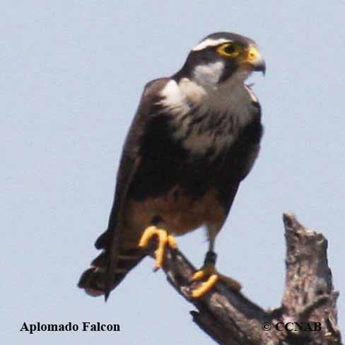 Aplomado Falcon