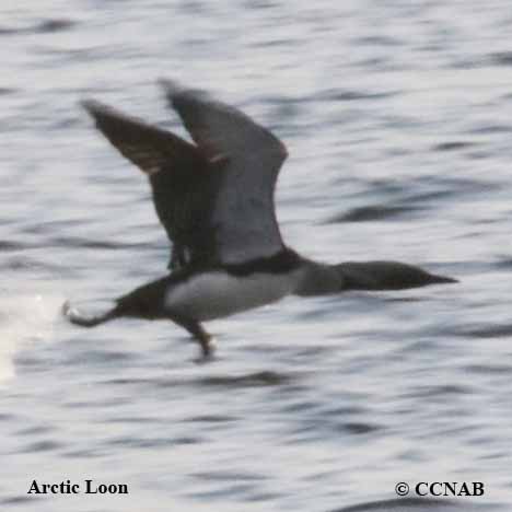 Arctic Loon