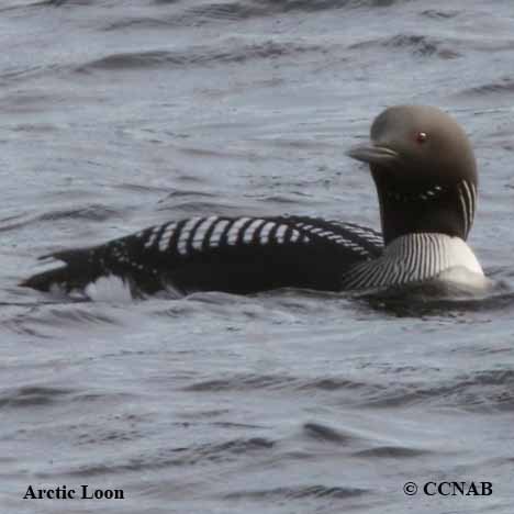 Arctic Loon