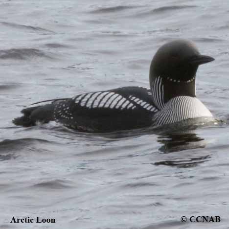 Arctic Loon