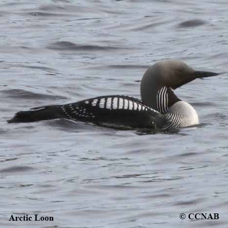 Arctic Loon