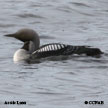 Arctic Loon