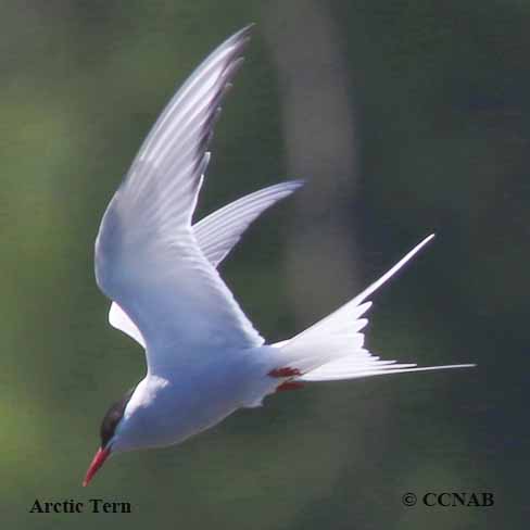 Arctic Tern