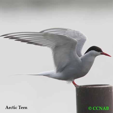 Arctic Tern