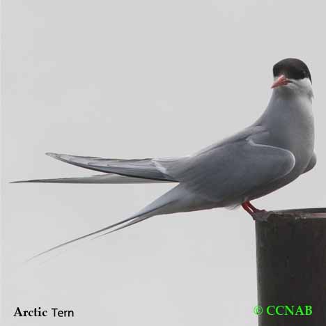 Arctic Tern