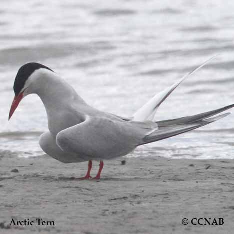 Arctic Tern