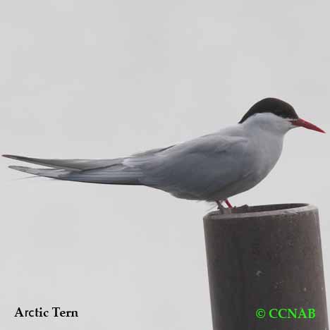 Birds of North America