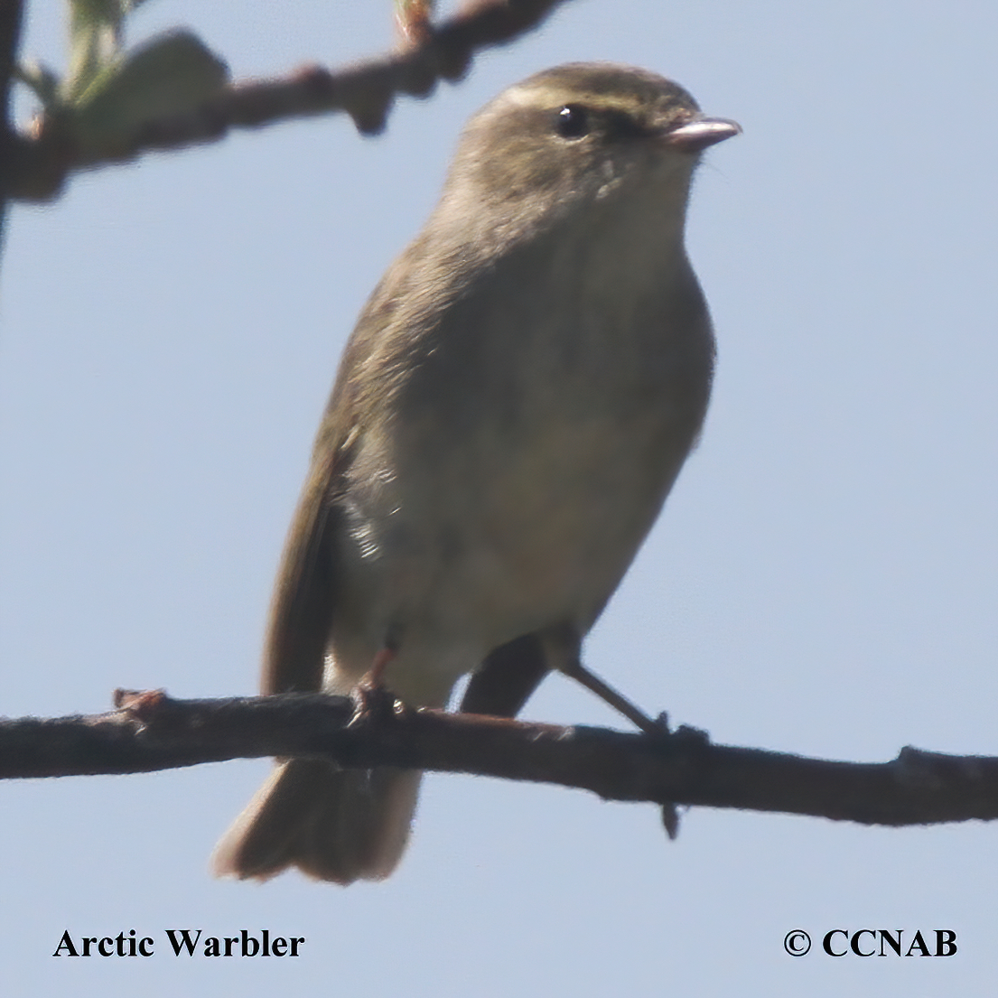 Arctic Warbler