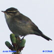 Arctic Warbler