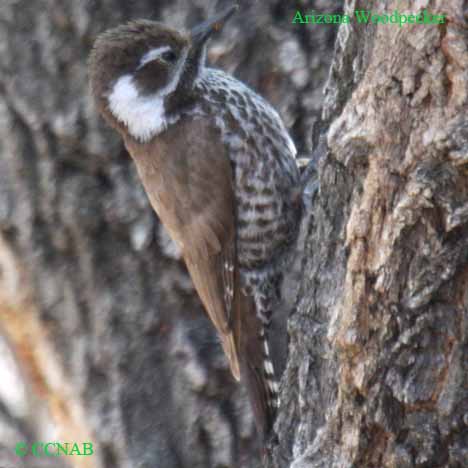 Arizona Woodpecker