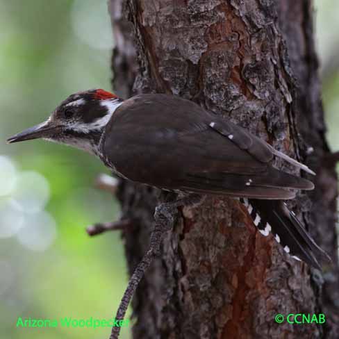 Arizona Woodpecker