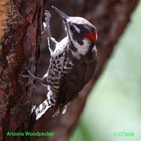 Arizona Woodpecker