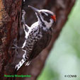 Arizona Woodpecker range map