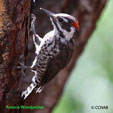 Arizona Woodpecker