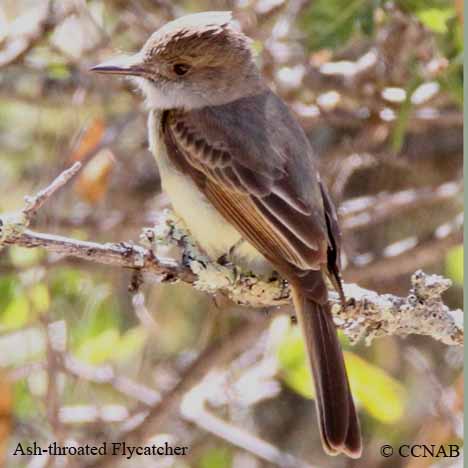 Ash-throated Flycatcher