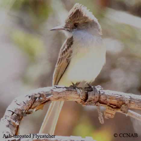 Ash-throated Flycatcher