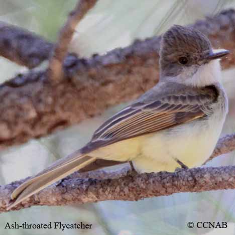 Ash-throated Flycatcher