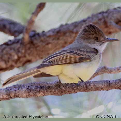 Ash-throated Flycatcher