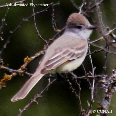 Birds of North America