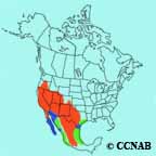 Ash-throated Flycatcher range