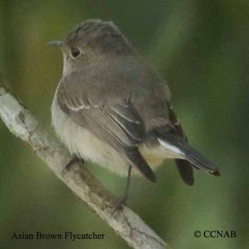 Asian Brown Flycatcher