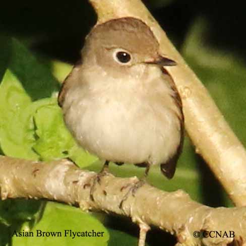 Asian Brown Flycatcher