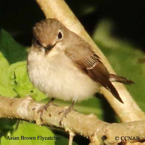 Asian Brown Flycatcher