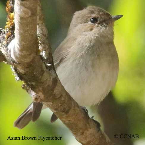 Asian Brown Flycatcher