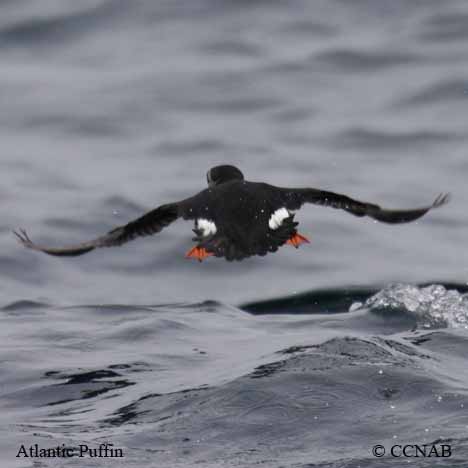 Atlantic Puffin