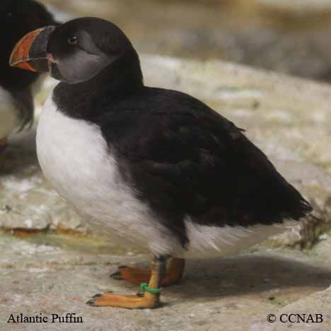 Atlantic Puffin