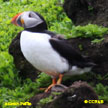 Atlantic Puffin