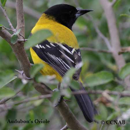 Audubon's Oriole