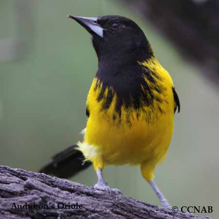 Audubon's Oriole