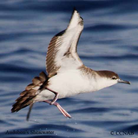 Audubon's Shearwater