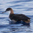 Audubon's Shearwater