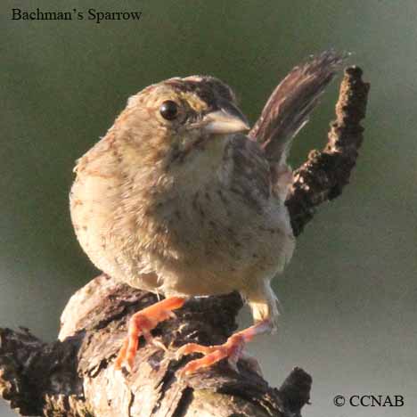 Bachman's Sparrow