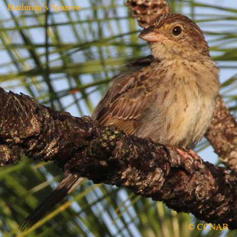 Bachman's Sparrow