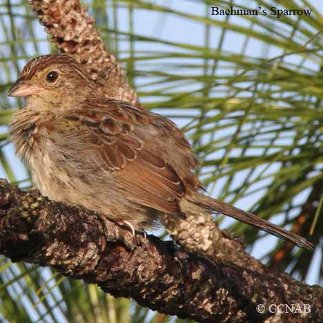 Bachman's Sparrow