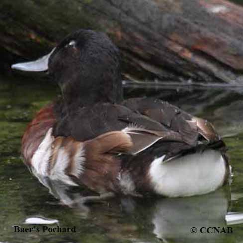 Baer's Pochard