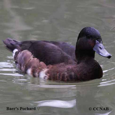 Baer's Pochard