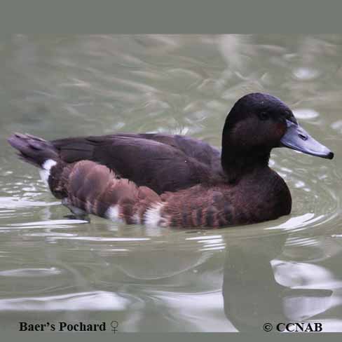 Baer's Pochard