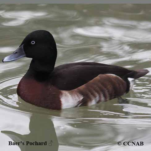 Baer's Pochard