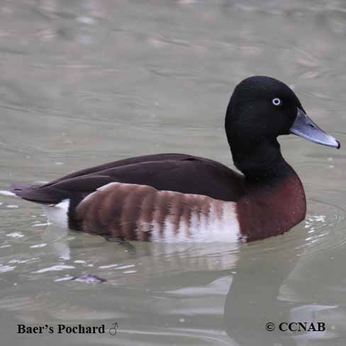 Birds of North America