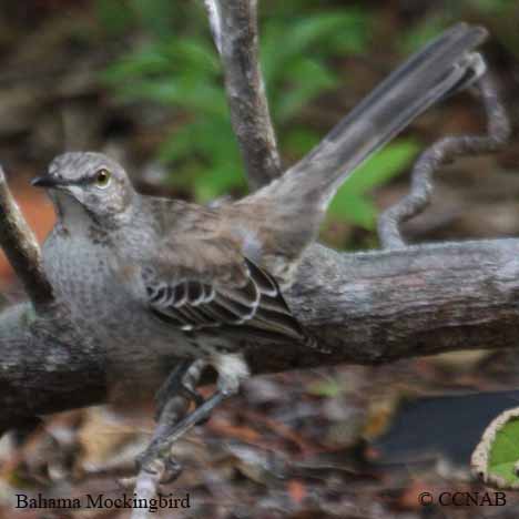 Bahama Mockingbird