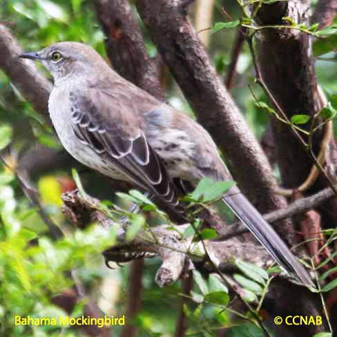 Birds of North America