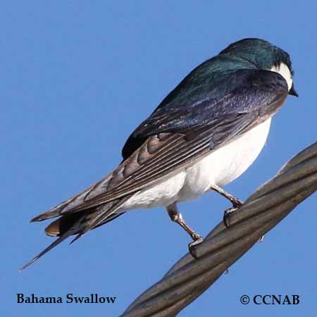 Birds of North America